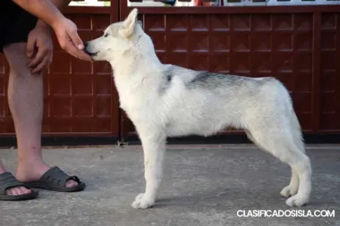 Husky siberiano cachorros