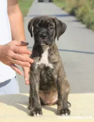 Cane Corso cachorros en venta