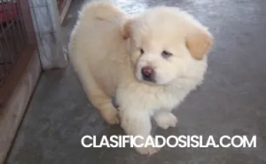 Cachorros Chow Chow cariñosos para realojamiento