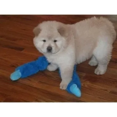 CACHORROS CHOW CHOW SALUDABLES A LA VENTA