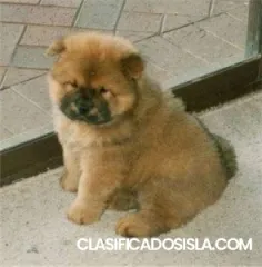 Cachorros Chow Chow de calidad a la venta