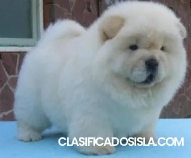 Cachorros chow chow bien entrenados para adopción