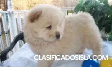 Cachorros Chow Chow súper espléndidos de calidad perfecta