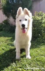 Pastor Blanco Suizo cachorros