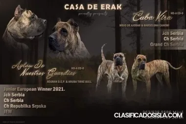 Presa Canario hermosos cachorros