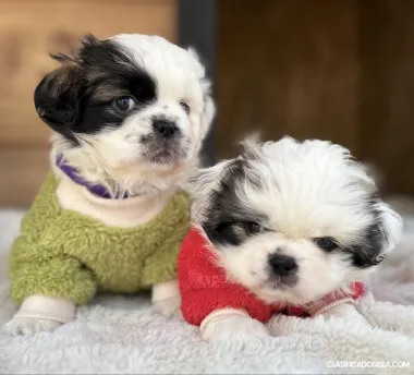 pekinés cachorros en venta