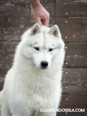Husky siberiano macho en venta