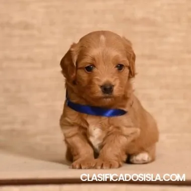 Bichón Habanero macho disponible para criar