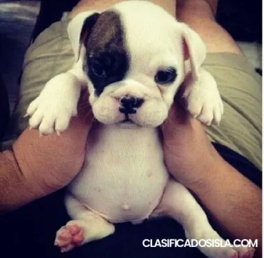 VECOMFY Envolturas  Fajas REUSABLES PREMIUM XS