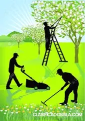 JD Services Poda Arboles Y Palmas