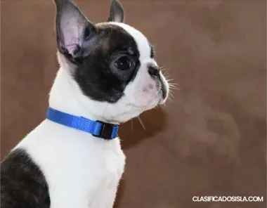 terrier de boston cachorros