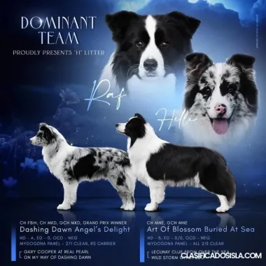 collie fronterizo cachorros en venta