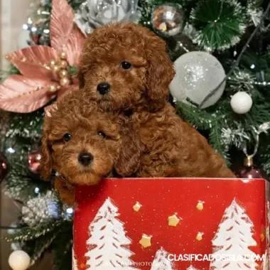 Caniches enanos rojos y de juguete