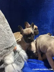 Bulldog francés cachorros