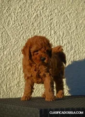 Mini caniches, colores rojo y albaricoque