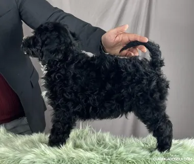 Perro de agua portugués cachorros