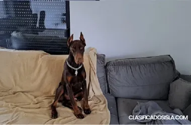 Cachorro Doberman