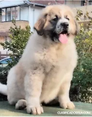 Pastor caucásico cachorros