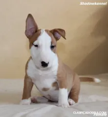 Minibull terrier cachorros