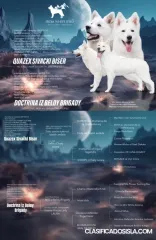 Pastor Blanco Suizo cachorros