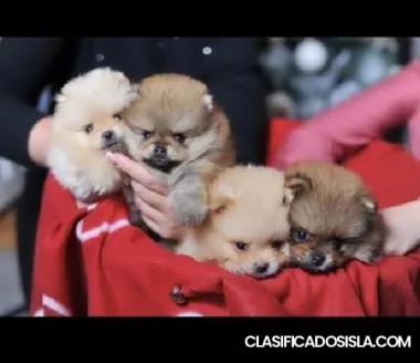 Cachorros de Pomerania de pura raza