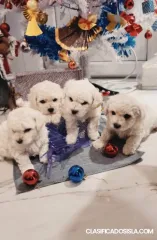Bichón Frisé cachorros