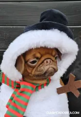 Pequeño Brabançon en venta