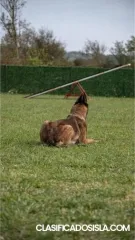 Pastor belga malinois hembra en venta