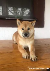 Shiba Inu cachorros
