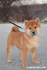Shiba Inu cachorros