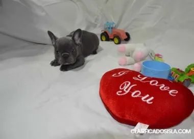 Cachorros de bulldog francés exóticos