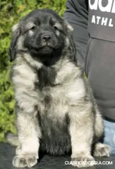 Perro Pastor Yugoslavo - SHARPLANINA cachorros