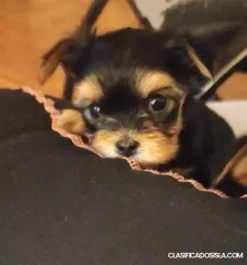 Yorkshire terrier (Yorkie) cachorros