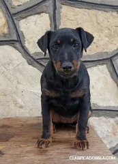 jagdterrier mujer joven