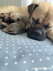 Cachorros bullmastiff