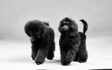 Mini caniche cachorros en venta