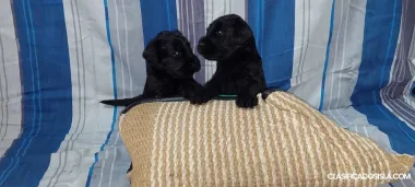 Schnauzer gigante negro cachorros