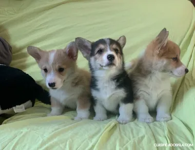 Cachorros Corgi Galés Pembroke