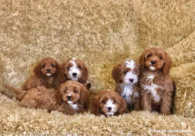 Cachorros Cavapoo sanos.