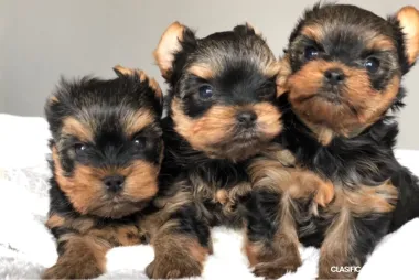 Cachorros Yorkshere Terrier en venta