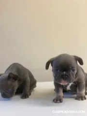 Preciosos cachorros de bulldog francés