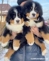 Preciosos cachorros de montaña de Berna