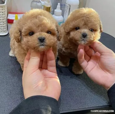 Cachorros maltipoo en venta