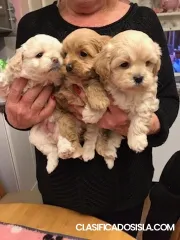 Cachorros caniche aquí en venta