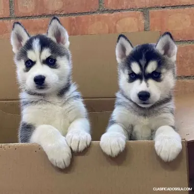 Se venden adorables cachorros de husky siberiano macho y hem