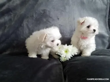 Cachorros malteses a la venta