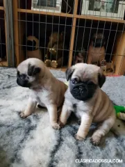 Cachorros Pug a la venta