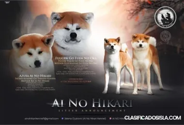 Akita Inu Japonés cachorros
