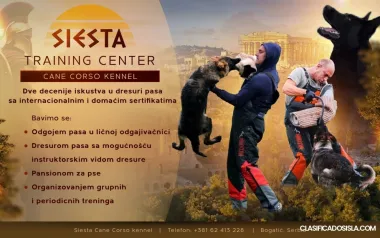 centro de adiestramiento canino