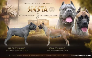 Cane corso cachorros en venta